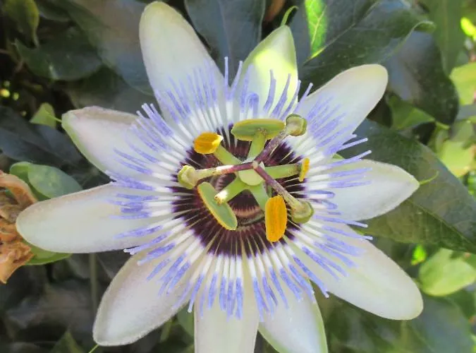 Sole E Ventu דירה *